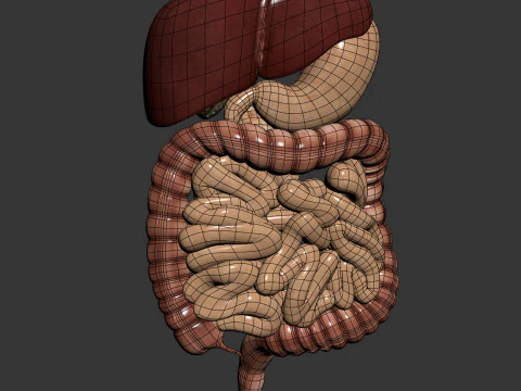 Human Male Digestive Anatomy 3D Model