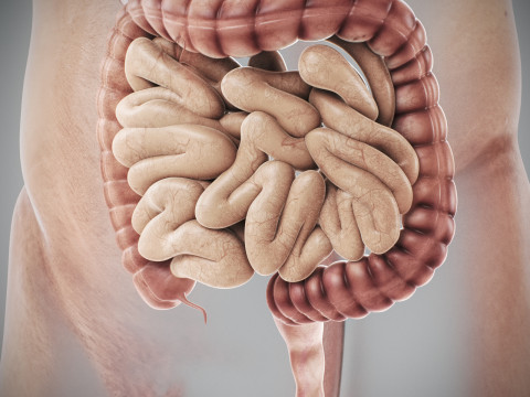 Human Male Digestive Anatomy 3D Model