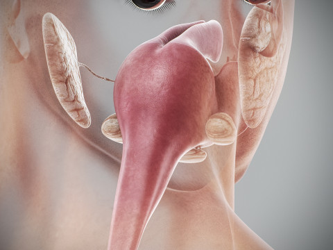 Human Male Digestive Anatomy 3D Model