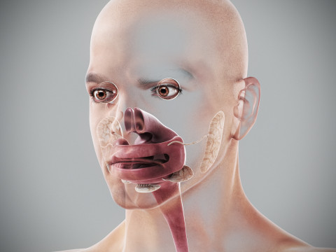 Human Male Digestive Anatomy 3D Model