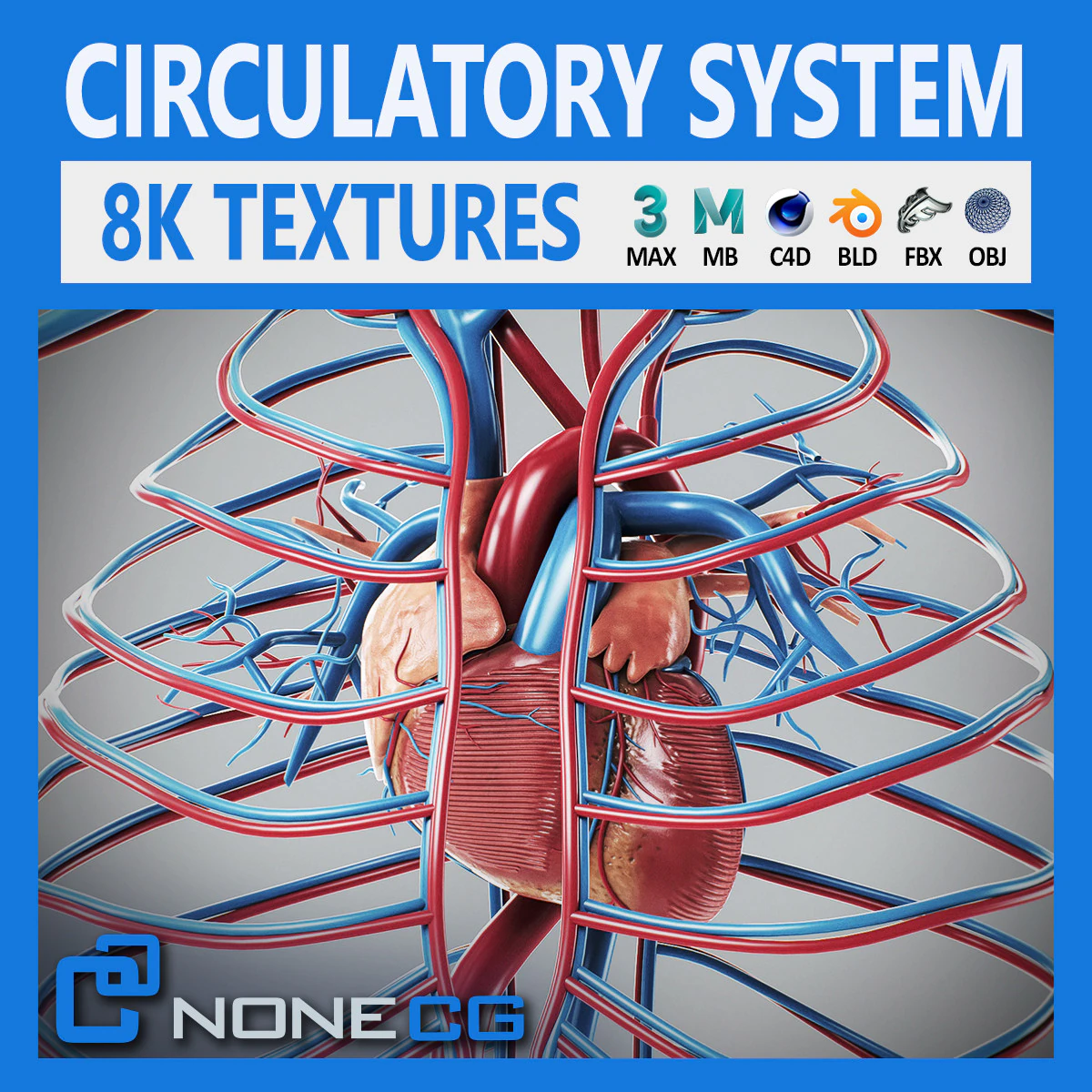 Human Male Circulatory Anatomy 3D Model .c4d .max .obj .3ds .fbx .stl .blend 