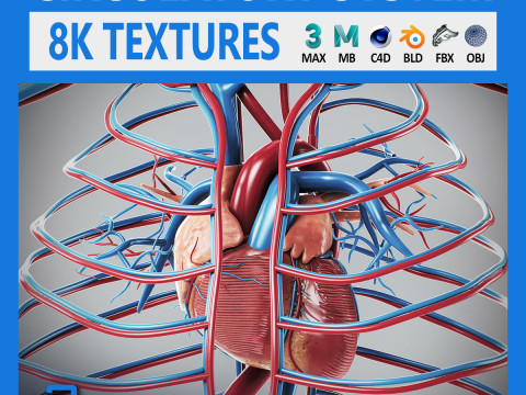 Human Male Circulatory Anatomy 3D Model