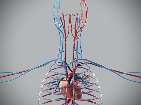 Human Male Circulatory Anatomy Model 3D