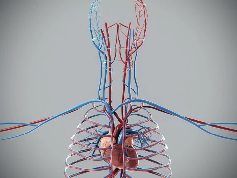 Human Male Circulatory Anatomy 3D Model