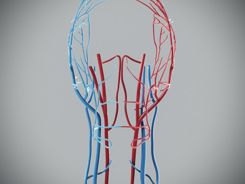 Human Male Circulatory Anatomy Model 3D