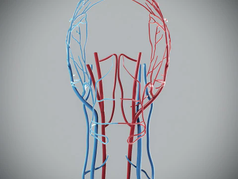 Human Male Circulatory Anatomy 3D Model