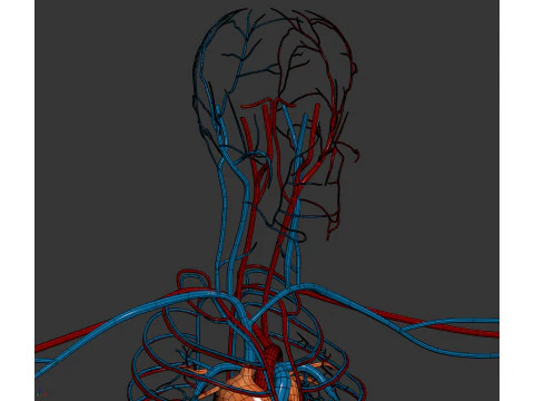 Human Male Circulatory Anatomy 3D Model