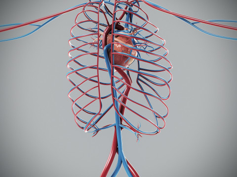 Human Male Circulatory Anatomy Model 3D