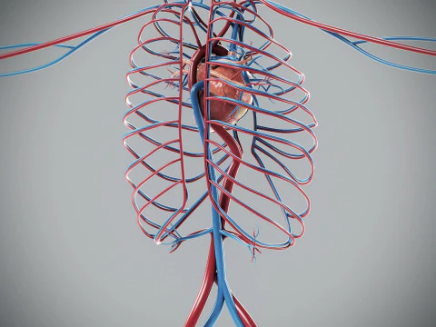 Human Male Circulatory Anatomy 3D Model