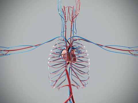 Human Male Circulatory Anatomy 3D Model