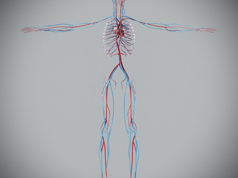 Human Male Circulatory Anatomy Model 3D