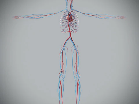 Human Male Circulatory Anatomy 3D Model