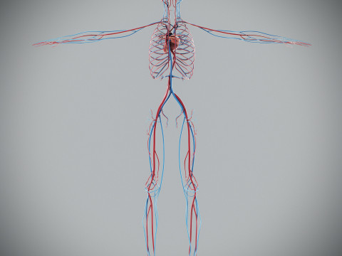 Human Male Circulatory Anatomy Model 3D