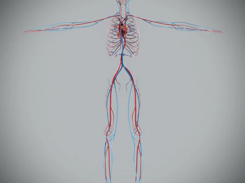 Human Male Circulatory Anatomy 3D Model