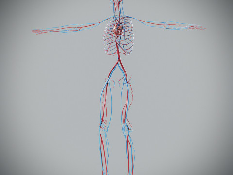 Human Male Circulatory Anatomy Model 3D