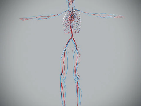 Human Male Circulatory Anatomy 3D Model