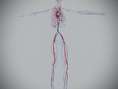 Human Male Circulatory Anatomy Model 3D