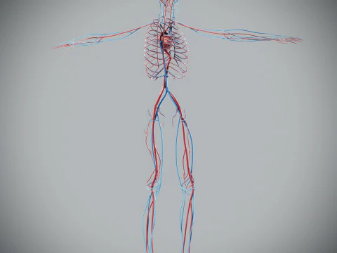Human Male Circulatory Anatomy 3D Model