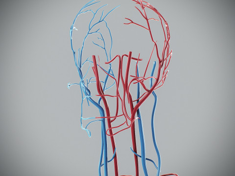 Human Male Circulatory Anatomy Model 3D