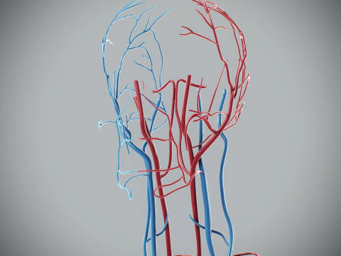 Human Male Circulatory Anatomy 3D Model