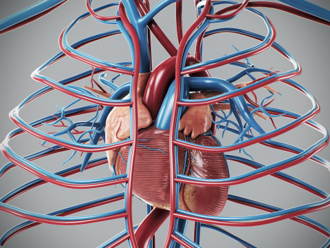 Human Male Circulatory Anatomy Model 3D