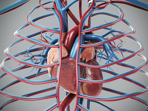 Human Male Circulatory Anatomy 3D Model