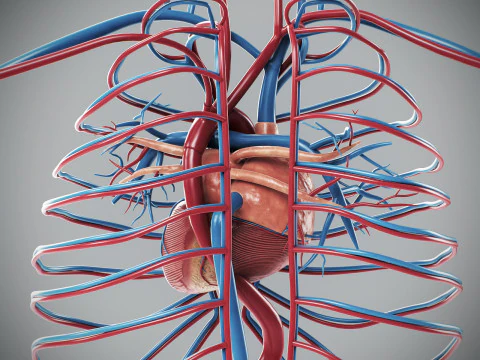 Human Male Circulatory Anatomy 3D Model