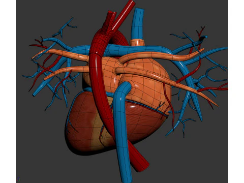 Human Male Circulatory Anatomy 3D Model