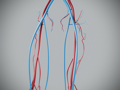 Human Male Circulatory Anatomy Model 3D