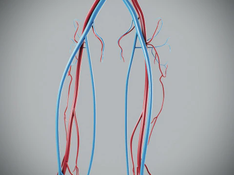 Human Male Circulatory Anatomy 3D Model
