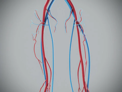 Human Male Circulatory Anatomy 3D Model