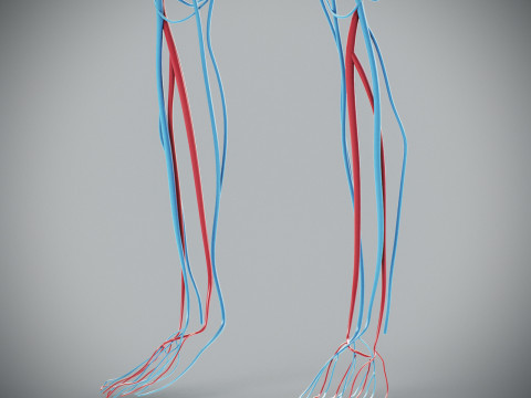 Human Male Circulatory Anatomy Model 3D