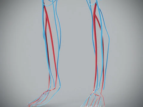 Human Male Circulatory Anatomy 3D Model