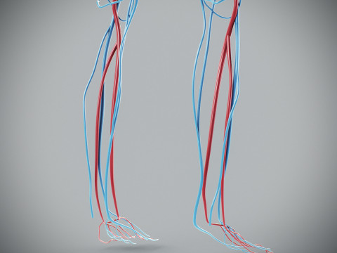 Human Male Circulatory Anatomy Model 3D