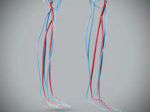 Human Male Circulatory Anatomy 3D Model