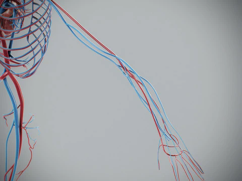 Human Male Circulatory Anatomy 3D Model