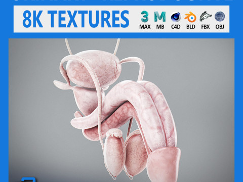 Human Male Urinary and Reproductive Anatomy 3D Model