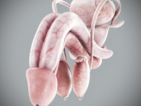 Human Male Urinary and Reproductive Anatomy Modelo 3D