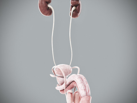 Human Male Urinary and Reproductive Anatomy Modelo 3D