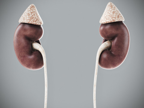 Human Male Urinary and Reproductive Anatomy Modelo 3D