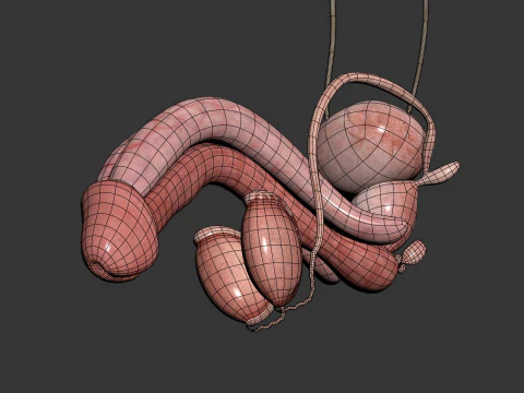 Human Male Urinary and Reproductive Anatomy 3D Model