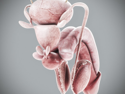Human Male Urinary and Reproductive Anatomy Modelo 3D