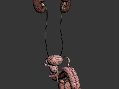 Human Male Urinary and Reproductive Anatomy Modelo 3D