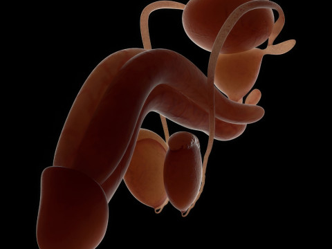 Human Male Urinary and Reproductive Anatomy Modelo 3D