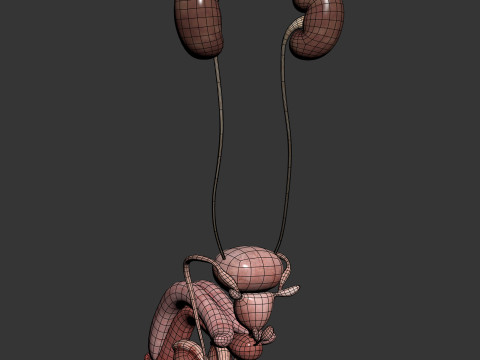 Human Male Urinary and Reproductive Anatomy Modelo 3D