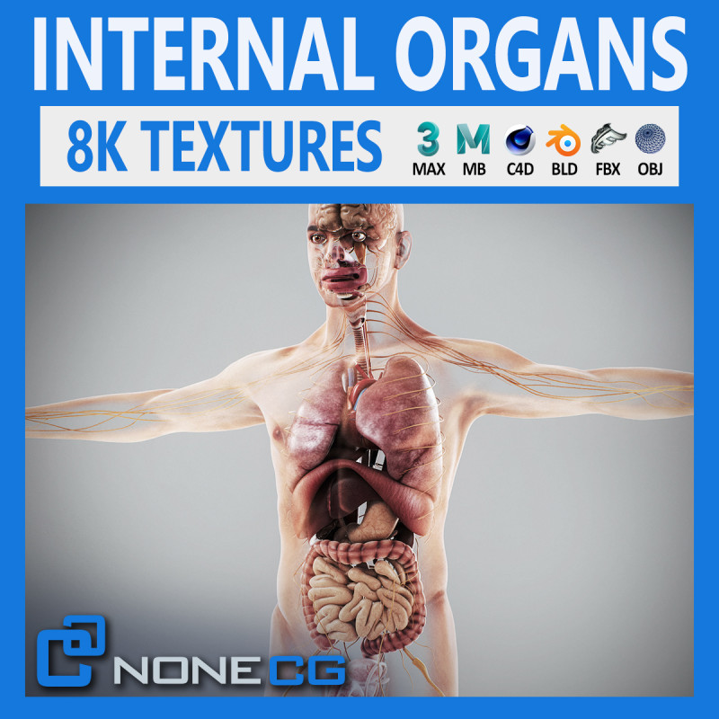 Human Male Internal Organs Anatomy Modello 3D .c4d .max .obj .3ds .fbx .stl .blend