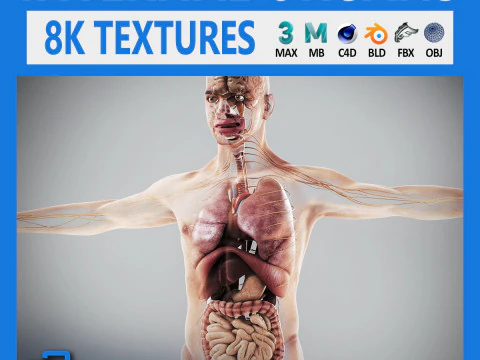 Anatomia dos &Oacute;rg&atilde;os Internos Humanos Masculinos Modelo 3D