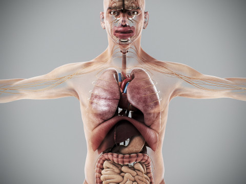 Human Male Internal Organs Anatomy Modello 3D