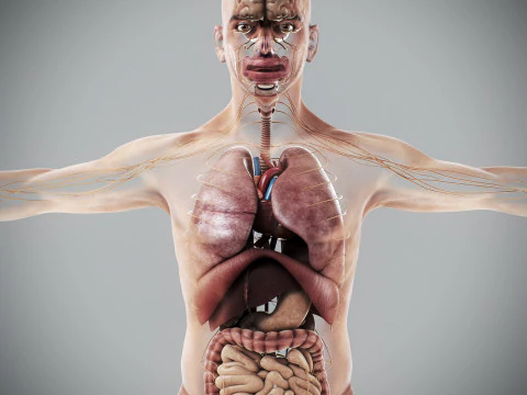 Anatomia degli organi interni maschili umani Modello 3D