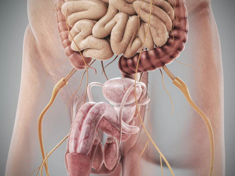 Anatomia degli organi interni maschili umani Modello 3D